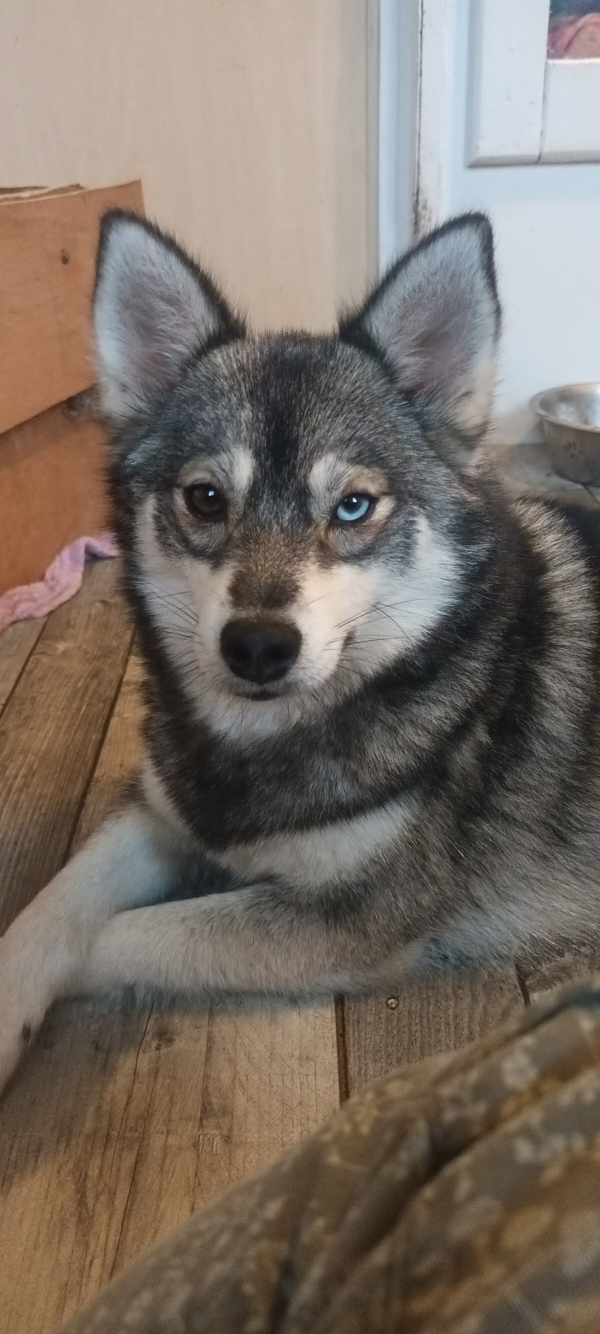 Le Pomsky | Elevage du Bout du Monde