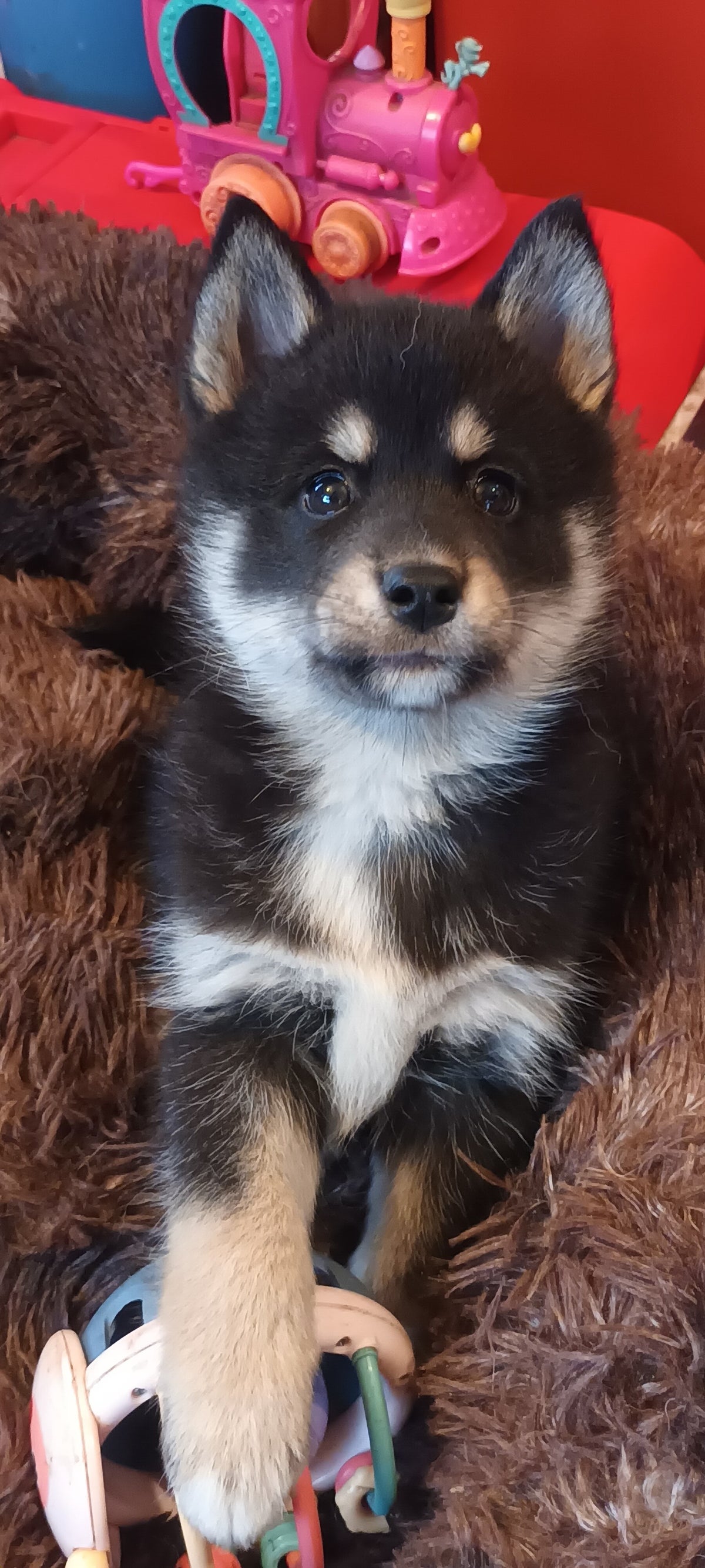 Le Pomsky | Elevage du Bout du Monde