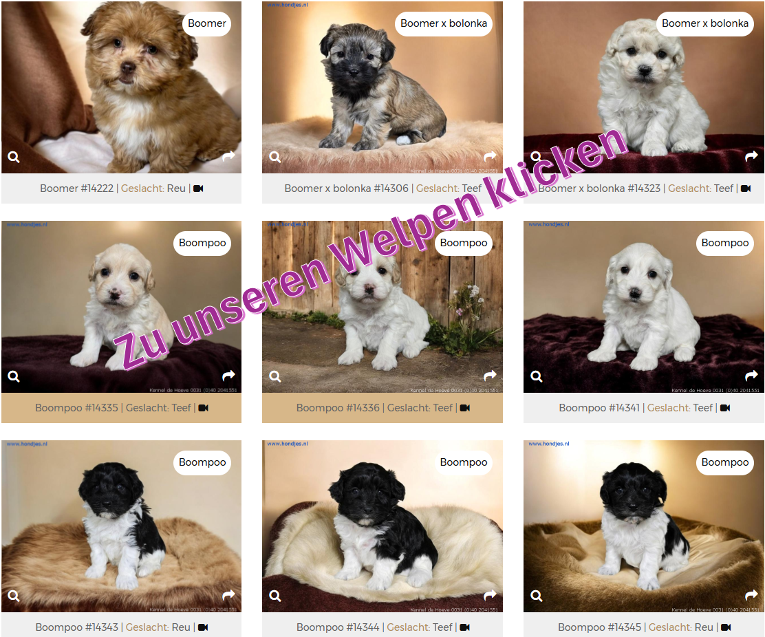 Welpen bolonka havapoo maltheser nrw