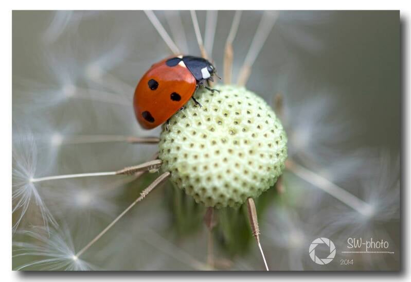 ladybug1.jpeg