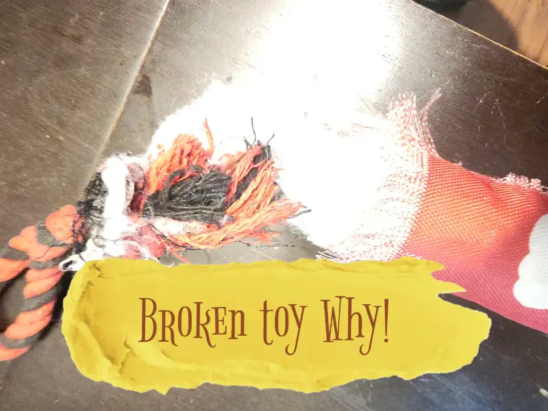 Picture of the Kong Signature stick after a couple hours of playtime with Blue