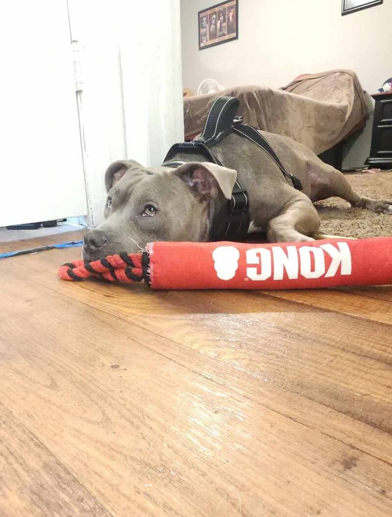 My dog Blue resting during testing of the Kong signature stick