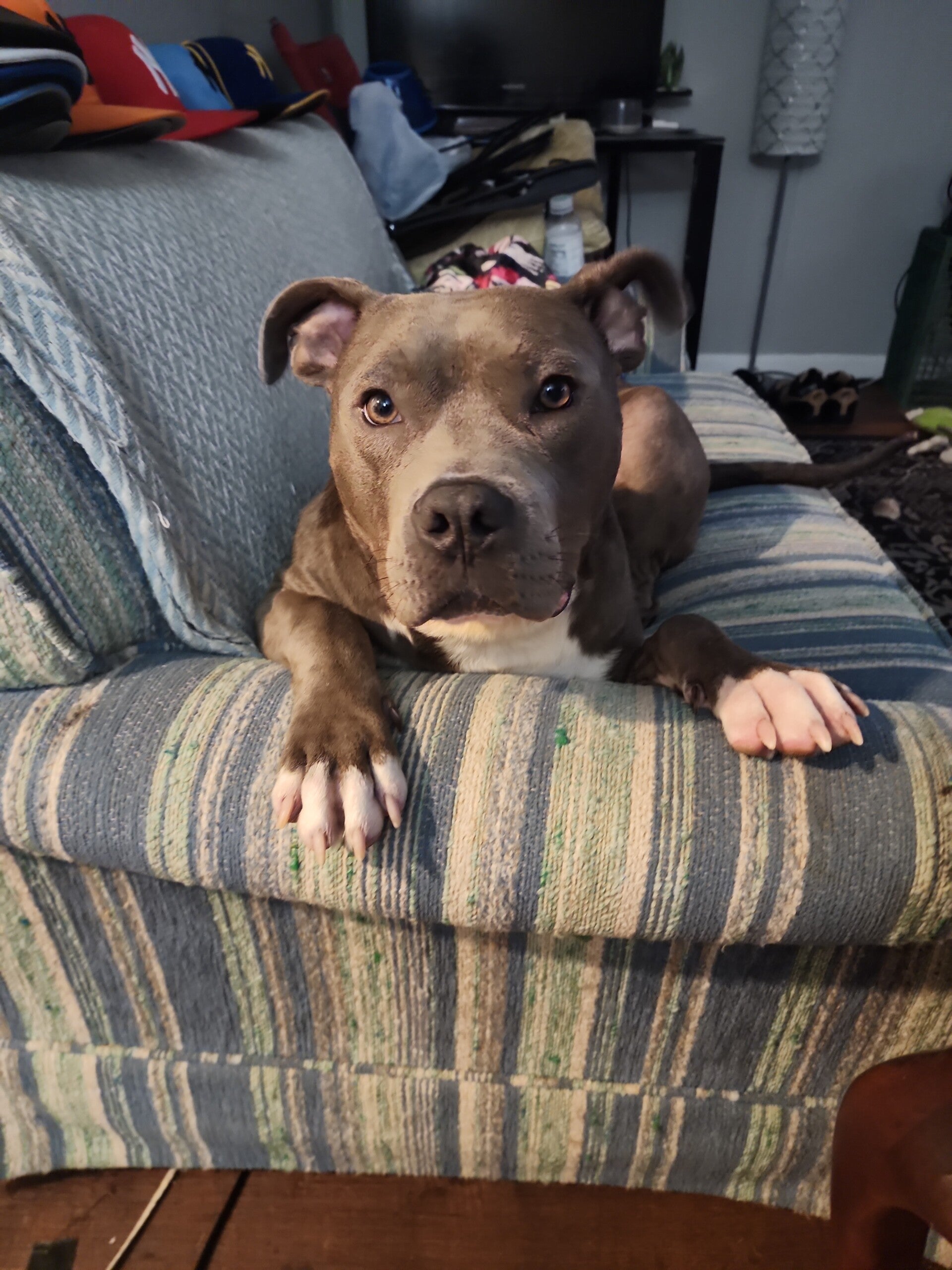My Pittbull Blue Sitting On His couch