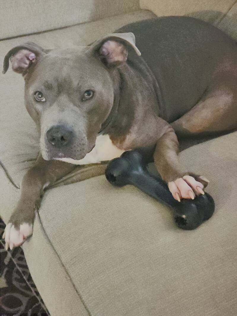 Blue my 2 yrd Pittbull