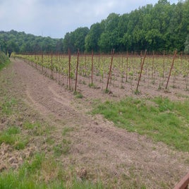 20250507_131133-standard.jpg