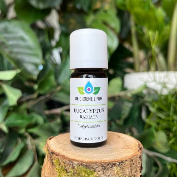 Eucacalyptus radiata 10ml
