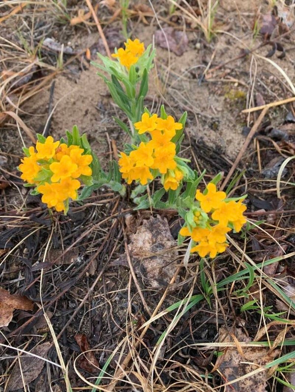Hoary Puccoon