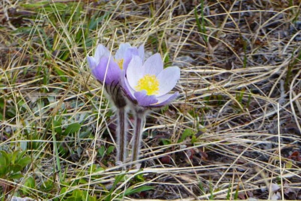 Prairie Crocus