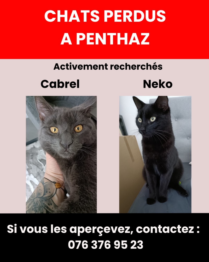 neko-cabrel-standard-2h6yty.png