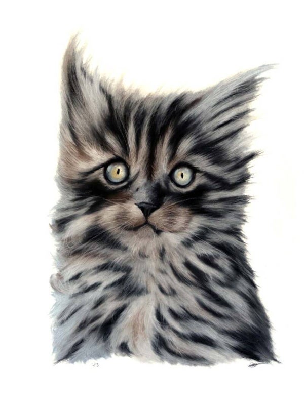 Kleine kat