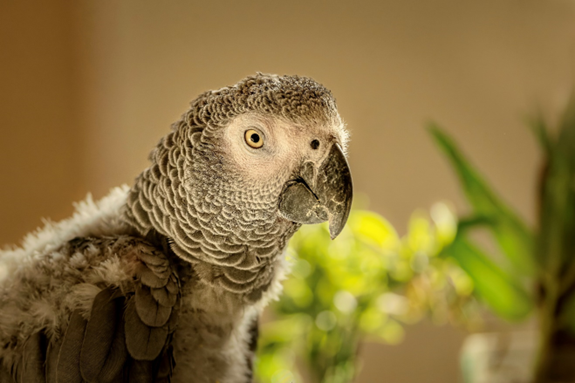 Association Perroquet