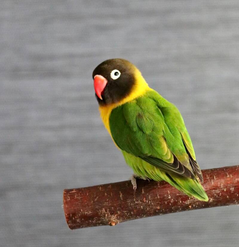 Refuge perroquet et perruche