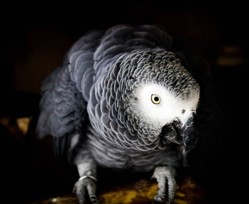 Association Perroquet