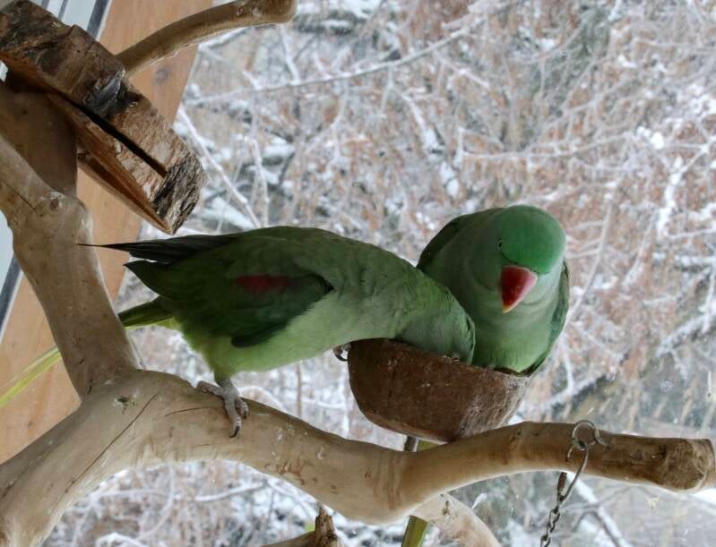 Refuge perroquet et perruche