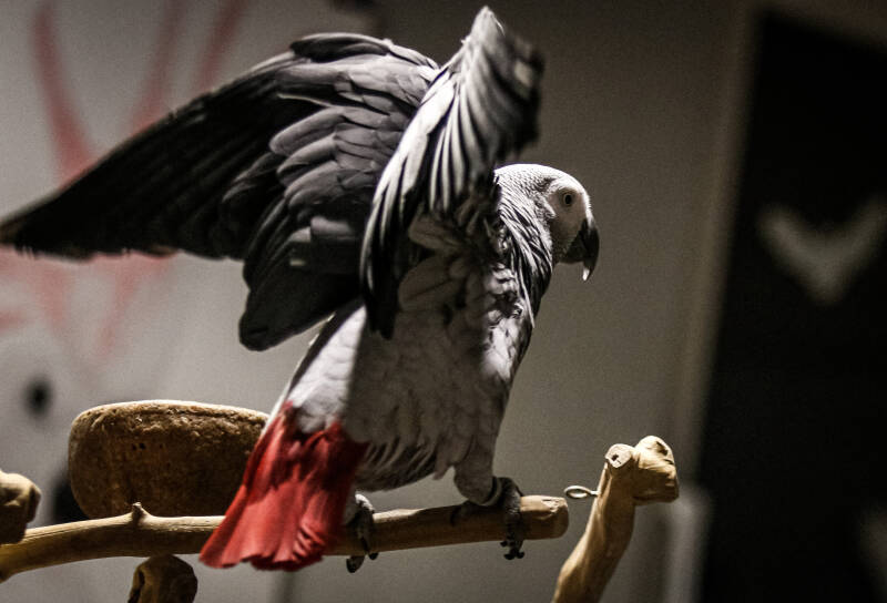 Association Perroquet