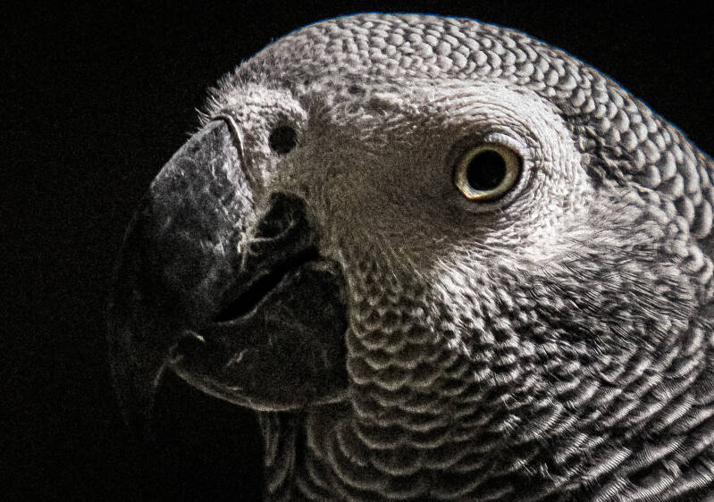 Association Perroquet