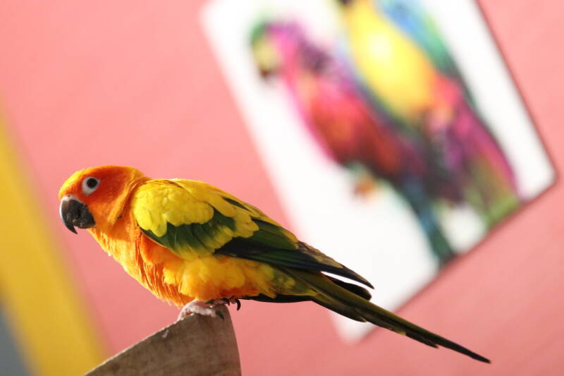 Refuge perroquet et perruche