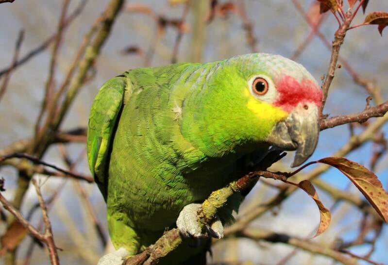 Refuge perroquet et perruche