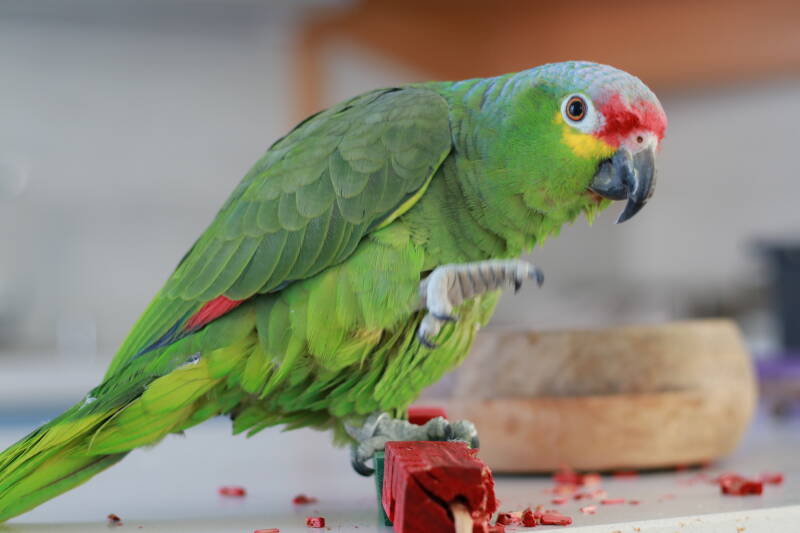 Refuge perroquet et perruche