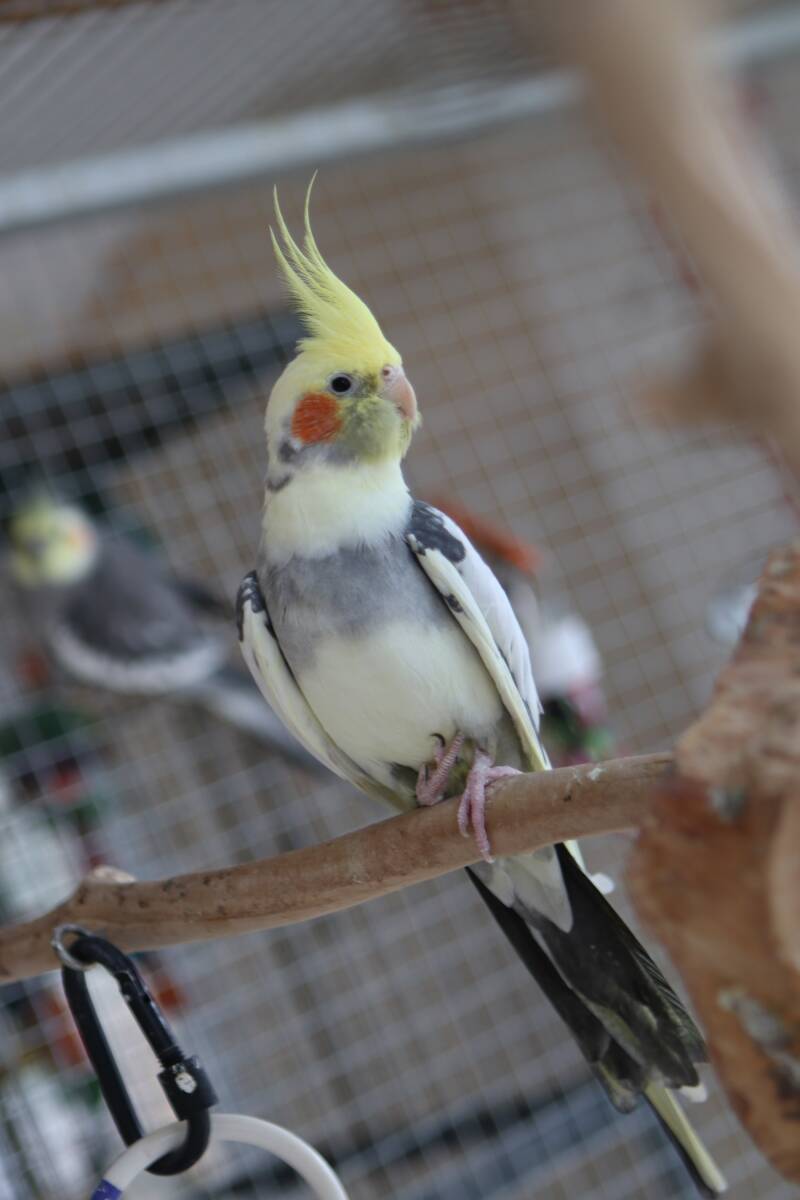 Adoption perroquet et perruche