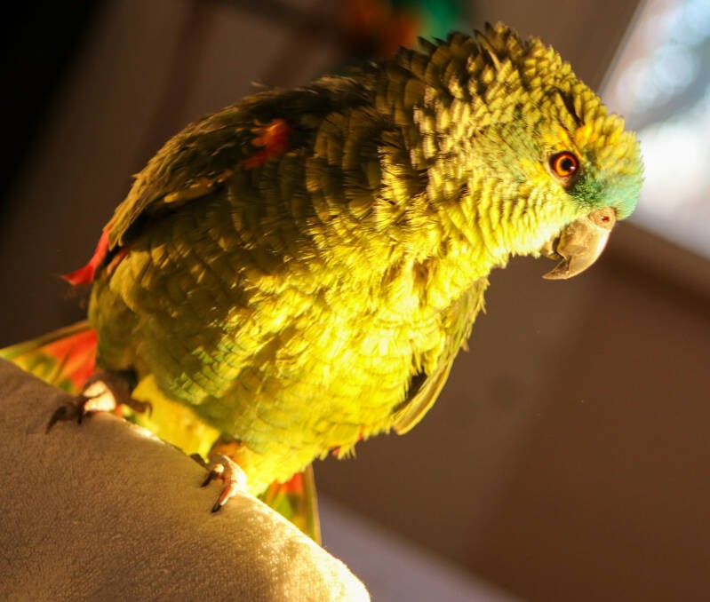 Refuge perroquet et perruche