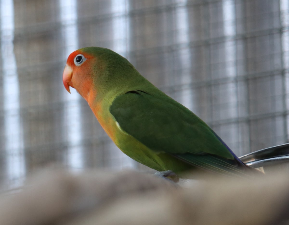 Adoptions | Association Perroquet La Colonie des becs crochus