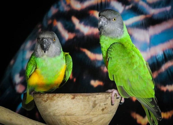 Mug perroquet personnalisé