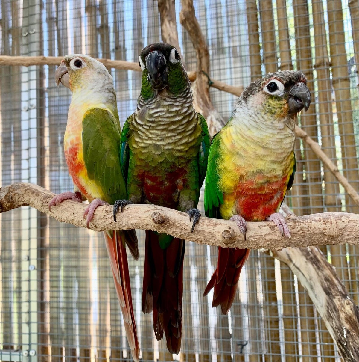 Nos oiseaux | Association Perroquet La Colonie des becs crochus