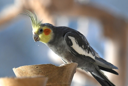 Association Perroquet