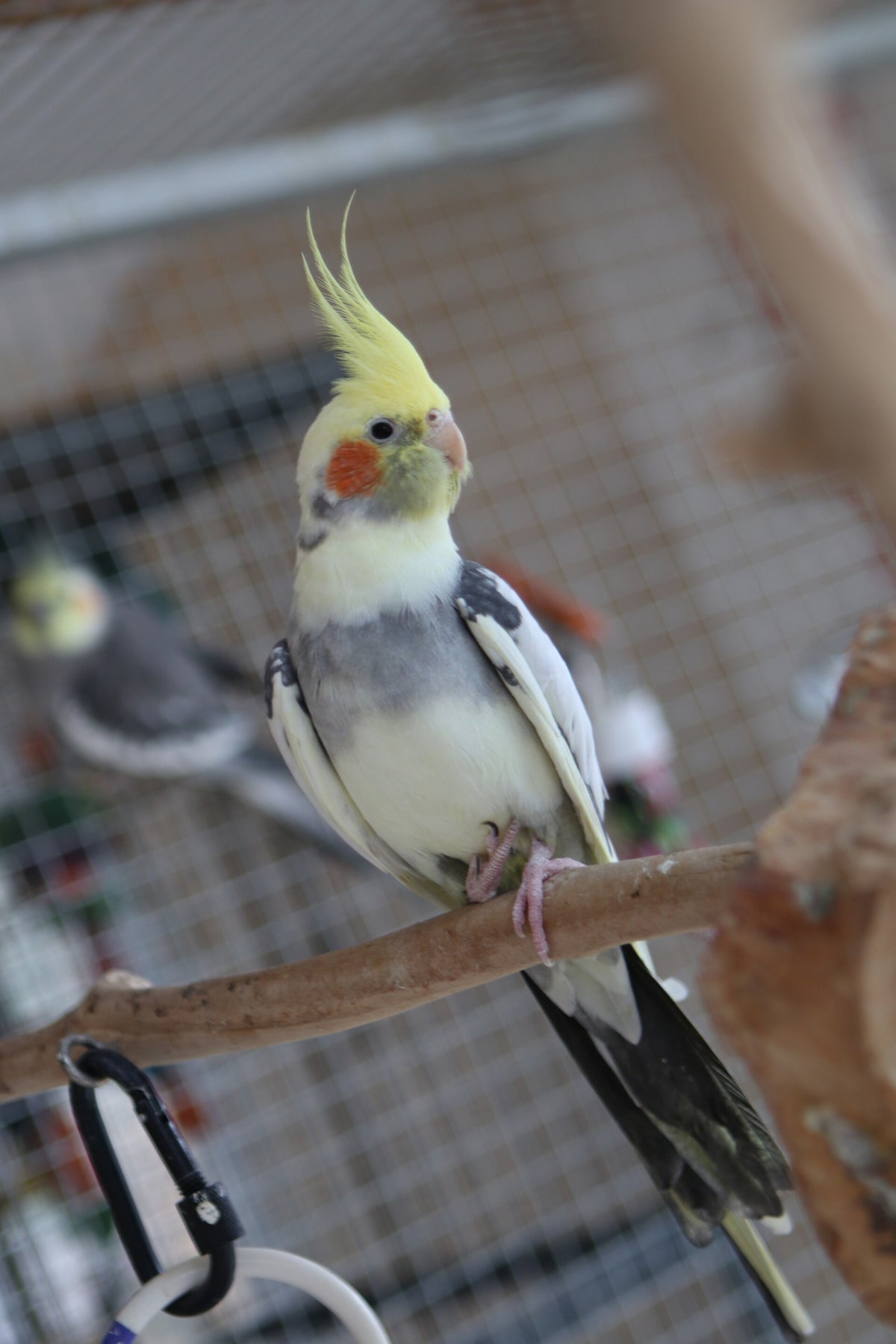Adoptions | Association Perroquet La Colonie des becs crochus