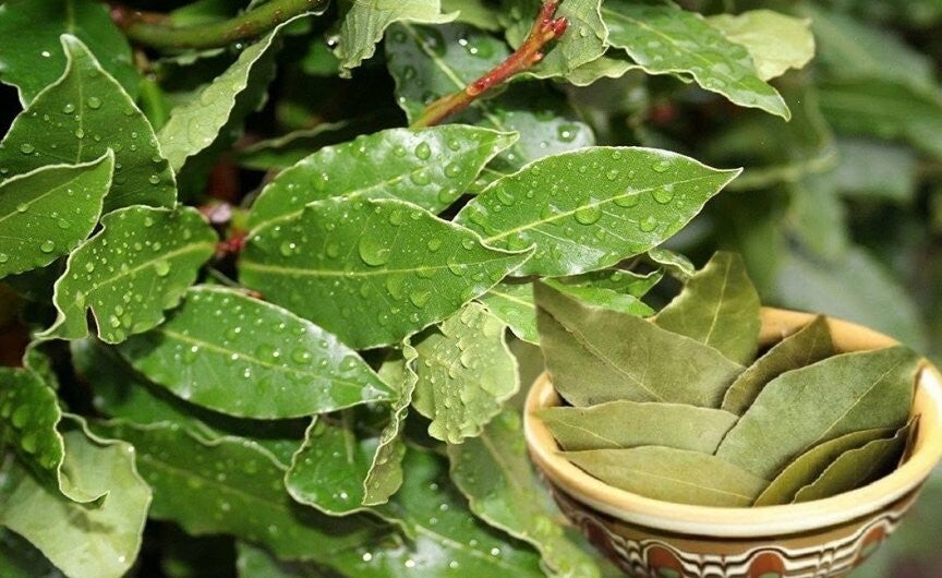 Georgian laurel