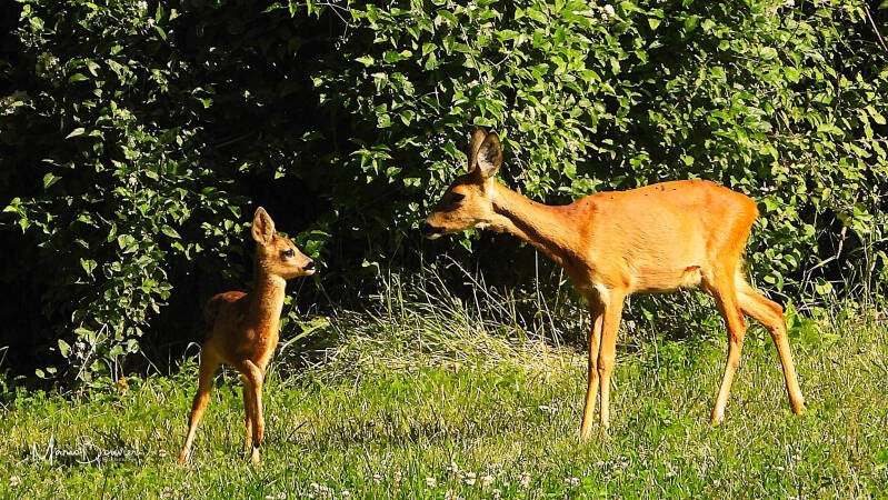 Un faon et sa maman chevrette