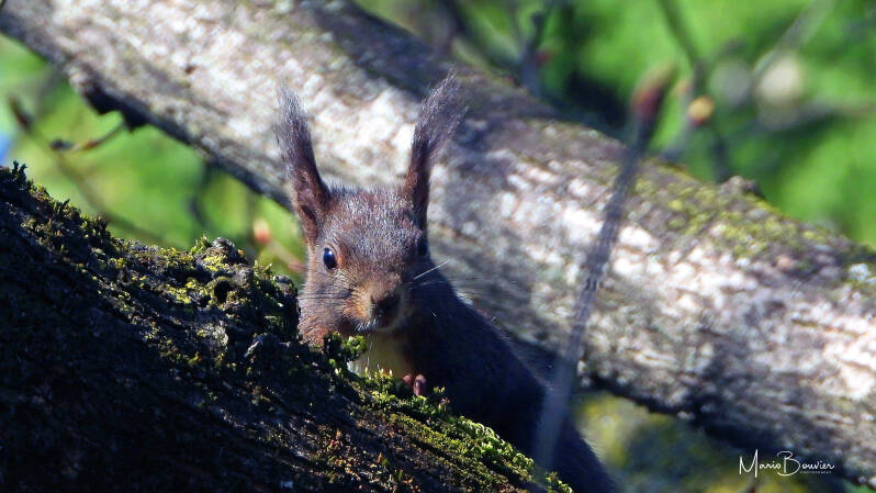 Ecureuil roux