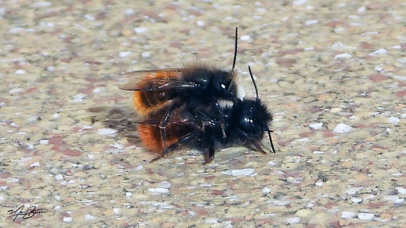 Scène rare : deux abeilles sauvages en plein accouplement