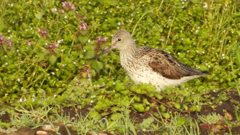 Combattant varié femelle
