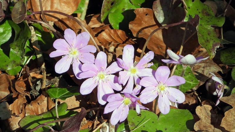 Anémone hépathique