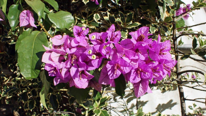 Bougainvillée glabre