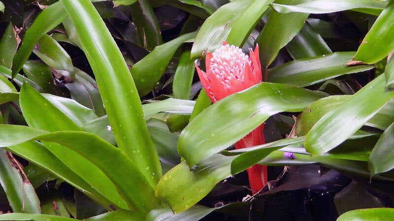 Broméliacée rougissante