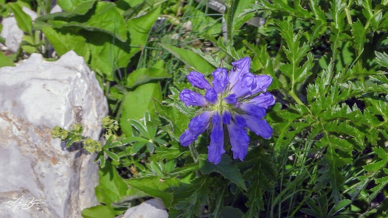 Campanule agglomérée