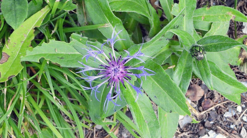 Centarée des montagnes