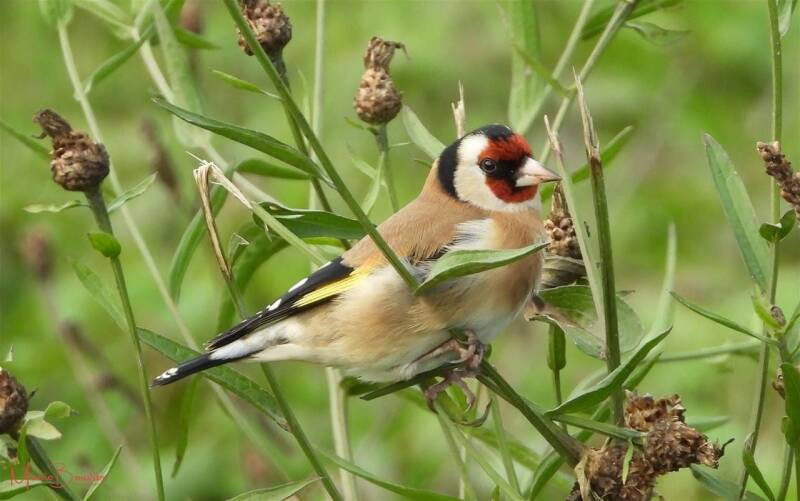chardonneret élégant