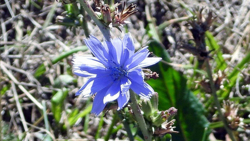 Chicorée amère