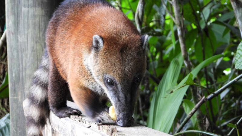 Coati