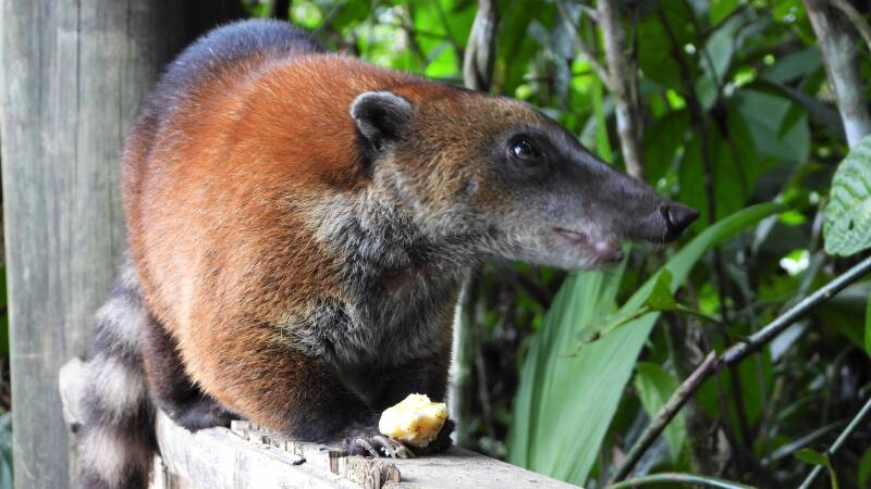 Coati