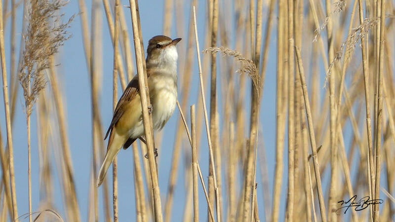 Rousserolle turdoïde