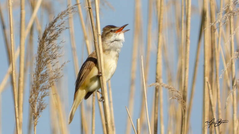 Rousserolle turdoïde