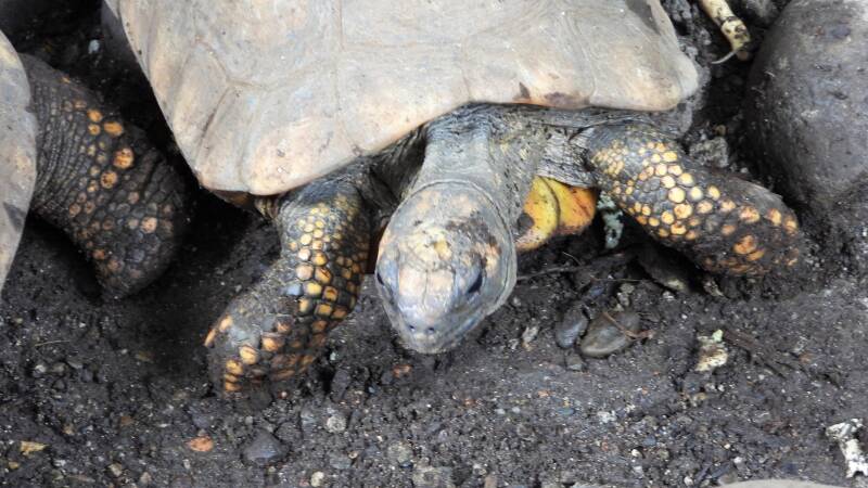 Tortue à pattes jaunes