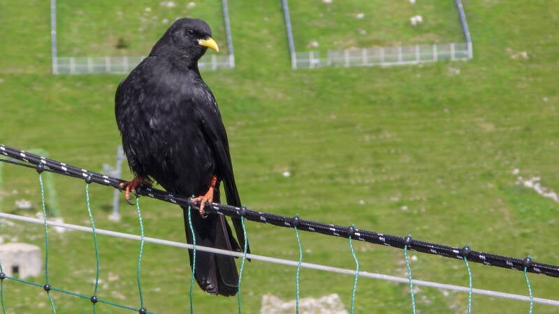Chocard à bec jaune