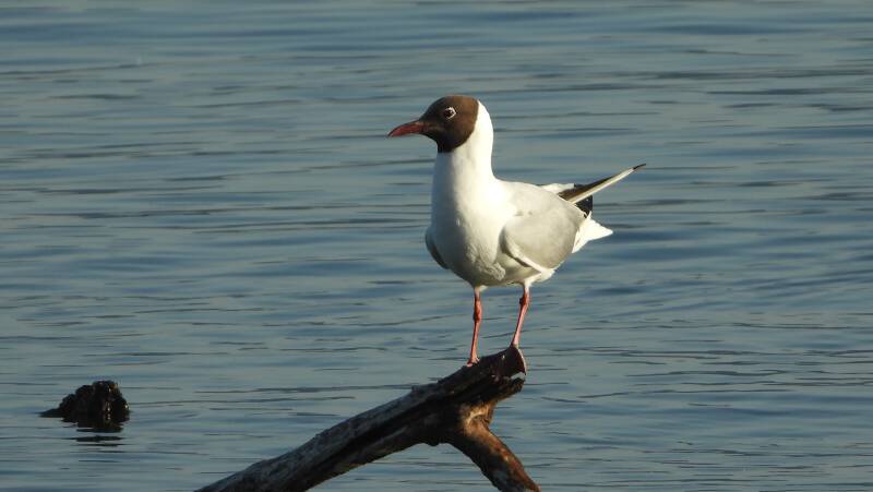 Mouette rieuse