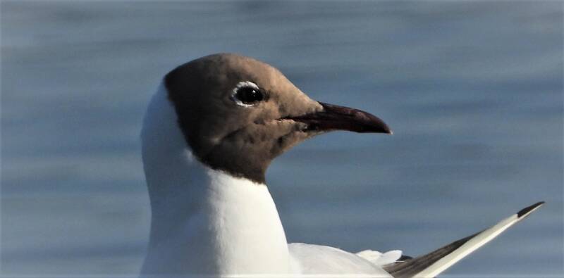 Mouette rieuse